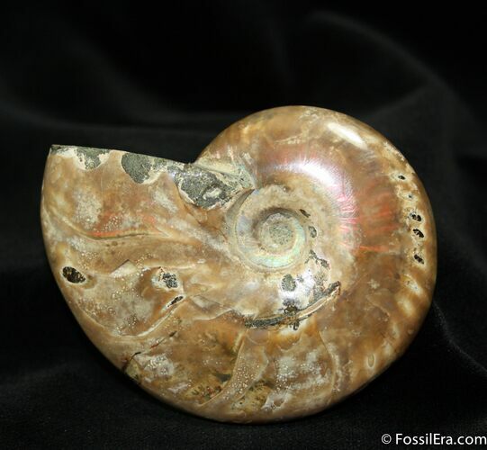 Inch Ammonite From Madagascar #1051